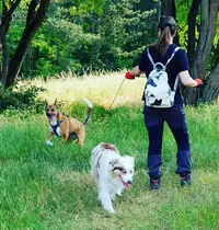 Terre de Chien