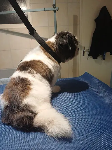 Coco On Toilettage