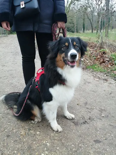 Éduc Atouts Chien