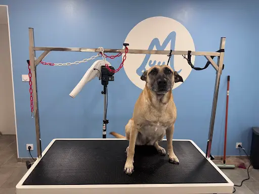 Madame Bonpoil