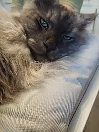Chatterie du Domaine Keltiek