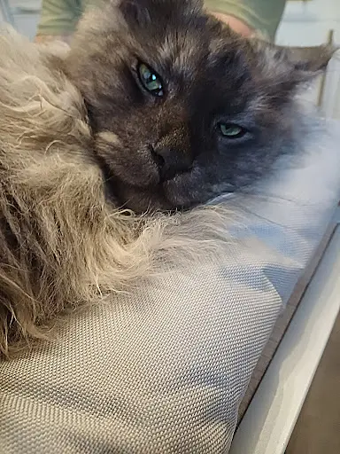 Chatterie du Domaine Keltiek