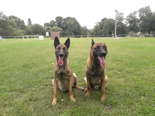 Toutouzen56 - Educateur Canin, Pet-sitting, Promenade, Csau