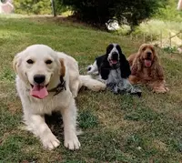 Elevage Golden Retrievers et Cockers Anglais Lof du Cottage de Sweet Mi Lady