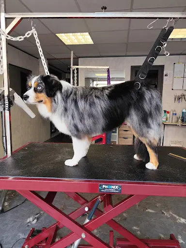 Doggy Shop