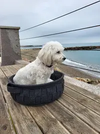 Elégance Canine