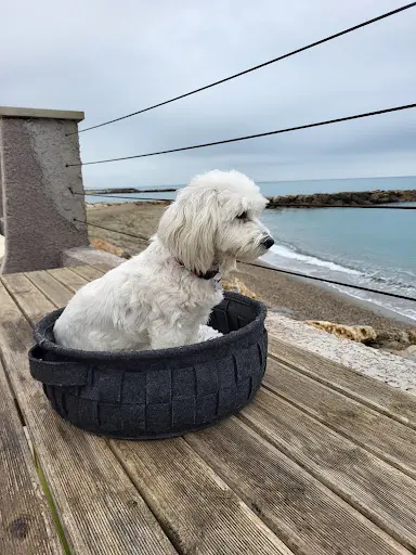 Elégance Canine