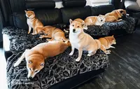 Shiba du Royaume d'Akuma