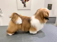 Styl Peluche