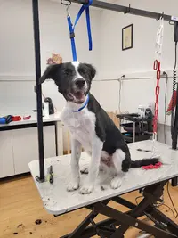34 Beauty Dog