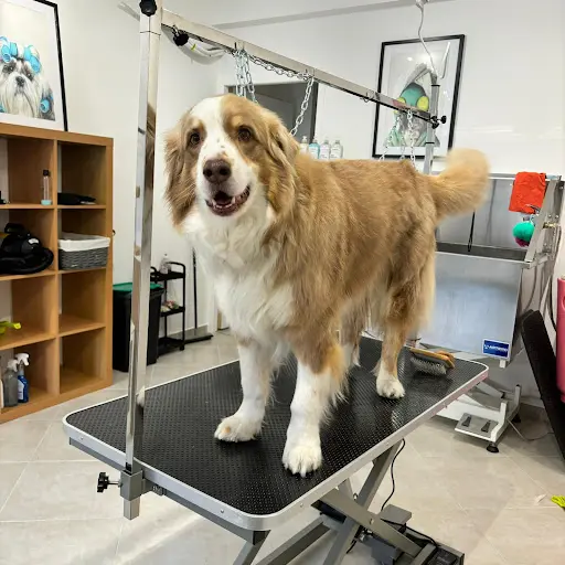 Le Muso Chic - Salon de Toilettage et Bien-être Pour Chiens - le Muso Chic