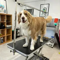 Le Muso Chic - Salon de Toilettage et Bien-être Pour Chiens - le Muso Chic