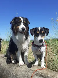 Waff Agility