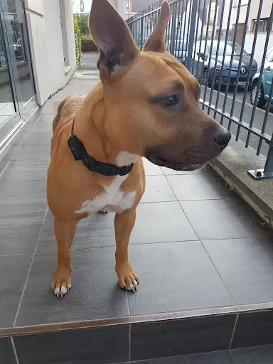 Toilettage l'Idéal Canin