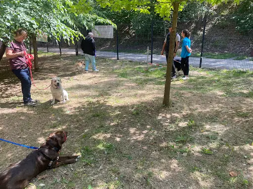 Croc-blanc, Education Canine & Agility