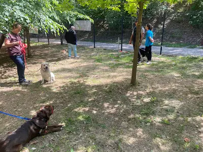 Croc-blanc, Education Canine & Agility