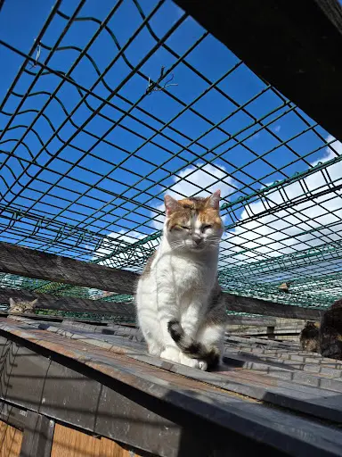 Ecole du Chat Libre de Clichy la Garenne