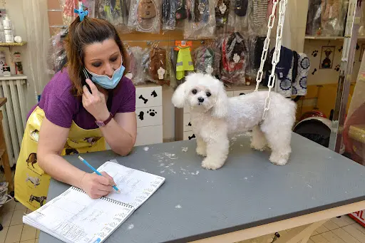 Lady Chiens