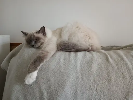 La Chabane - Pension Pour Chat