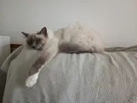 La Chabane - Pension Pour Chat