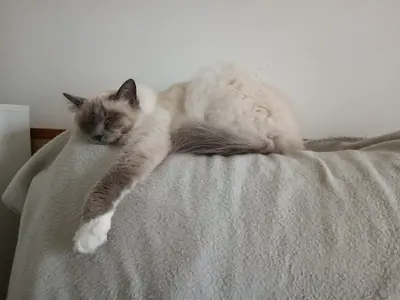 La Chabane - Pension Pour Chat
