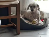 A l'Elégance Canine