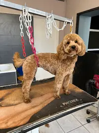 Au Rendez-vous Canin