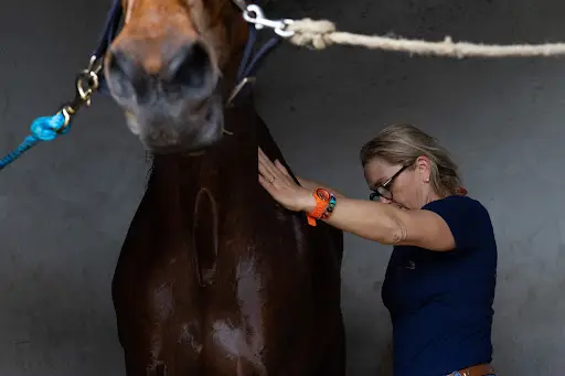 Massage Bien-être Cheval - Cluny