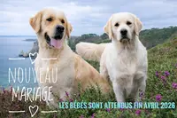 Elevage de Golden Retriever "la Petite Sibérie en Or "