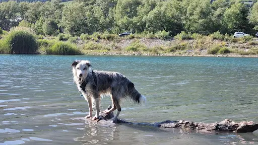 Dog By Doux