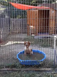 Pension Canine du Rigaou