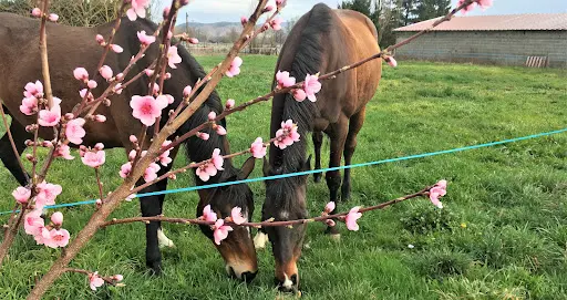 Earl Ferme Equestre du Gray