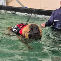 Services Canins Gipteau E.i.