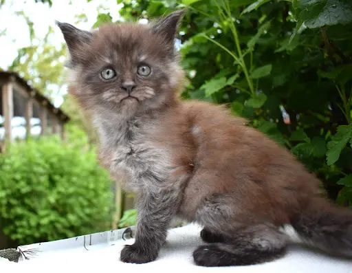 Chatterie Paradis d'Omaha - Maine Coon