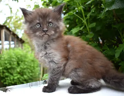 Chatterie Paradis d'Omaha - Maine Coon