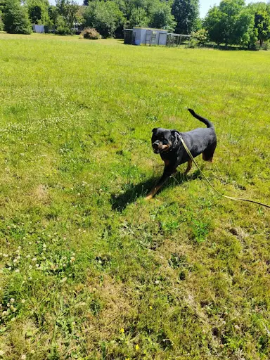 Pension Canine et Féline les Cabots Chats Art