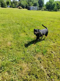 Pension Canine et Féline les Cabots Chats Art