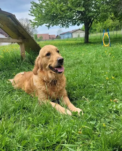 Cani Progress - Éducatrices Comportementalistes Canines