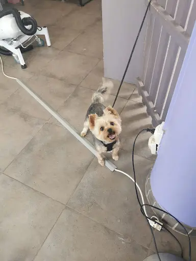 Bigoudi Dog