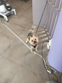 Bigoudi Dog