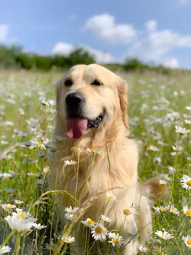 Amicale Canine de l'Est Lyonnais
