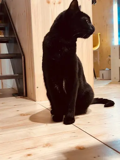 Georges Cat Colomiers