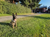 Educateur Canin - au Service des Chiens