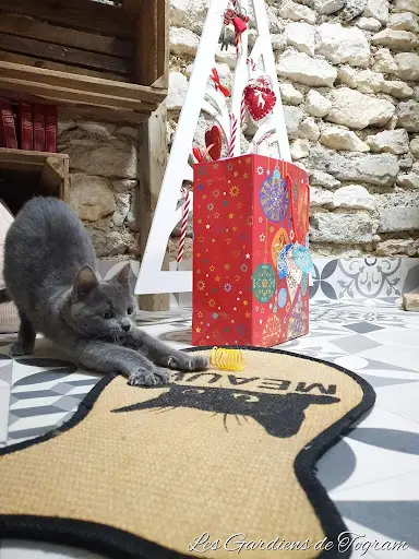 Pension Pour Chats les Gardiens de Togram