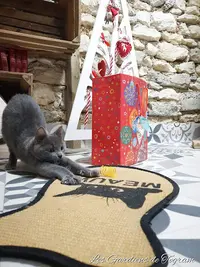 Pension Pour Chats les Gardiens de Togram