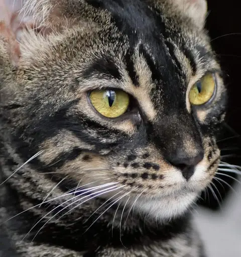 Chatterie de Kahana Bengal