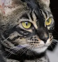 Chatterie de Kahana Bengal