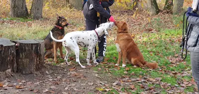 Lmc Dog Éducateur et Comportementaliste Canin À Cergy (95) et 40 Kms aux Alentours