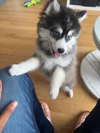 Platinium Pomsky