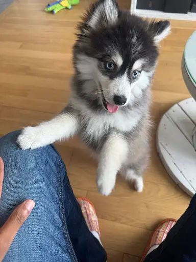 Platinium Pomsky